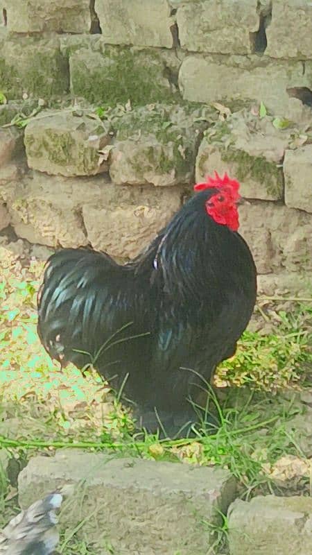 Black and white Cochin Cock (Murga) 0