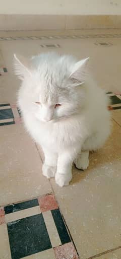 A Himalayan kitten with triple coat