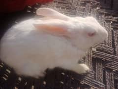 Male Rabbit White Pure