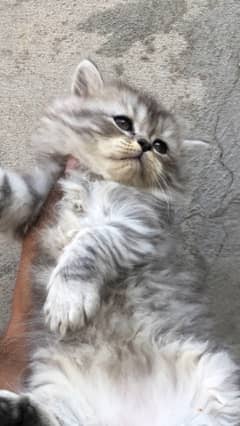 Punch face triple coat persian kittens