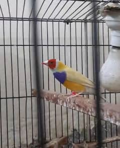 Gouldian