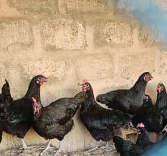 Australorp