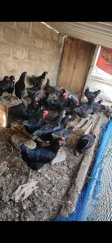 Australorp Hen Desi Murghi Andy dene wali Lohman 7