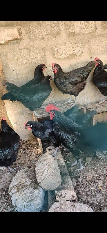 Australorp Hen Desi Murghi Andy dene wali Lohman 11