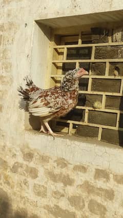 Aseel male female for sale