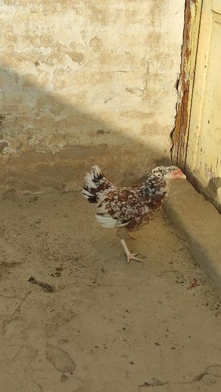 Aseel male female for sale 1