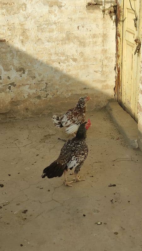 Aseel male female for sale 3