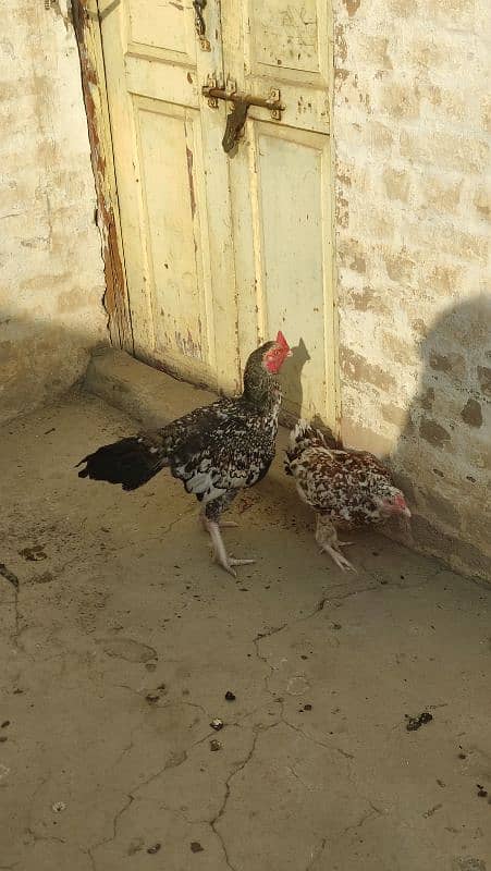 Aseel male female for sale 6