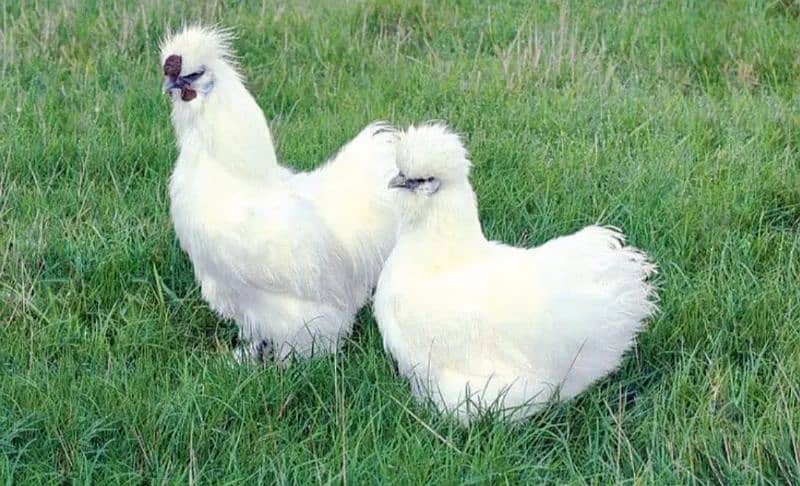 Fancy Chicks,Golden bhuf Heavy,Silky,Polish,Bantam,Turkey,Ayam Cemani 13