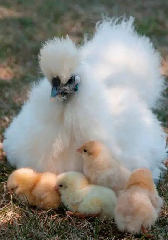 Fancy Chicks,Golden bhuf Heavy,Silky,Polish,Bantam,Turkey,Ayam Cemani 14