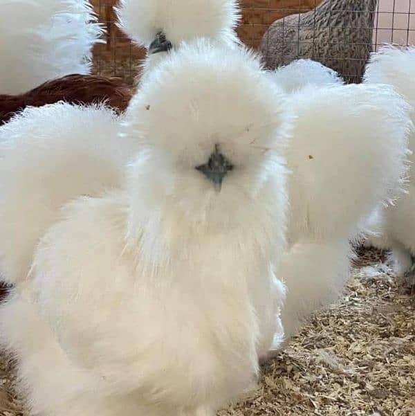 Fancy Chicks,Golden bhuf Heavy,Silky,Polish,Bantam,Turkey,Ayam Cemani 16