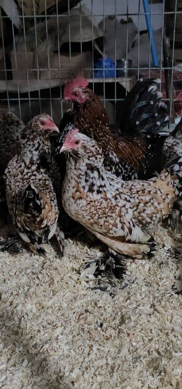 Fancy Chicks,Golden bhuf Heavy,Silky,Polish,Bantam,Turkey,Ayam Cemani 17