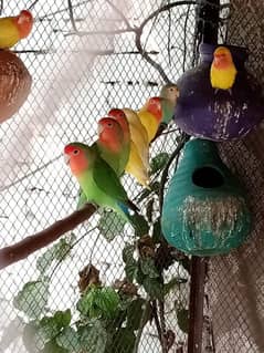 Yellow Lutino And Lovebirds