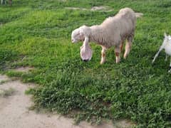 kajli sheep first timer