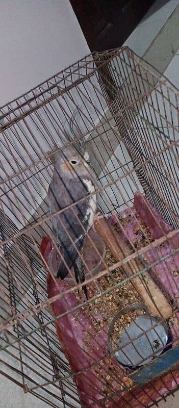 Female Cockatiel 1