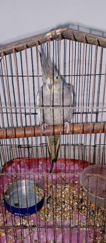 Female Cockatiel 2