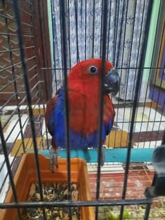 ECLECTUS FEMALE FOR SALE