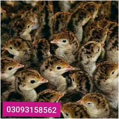 khubsurat  Turkey chicks far sale 03093158562