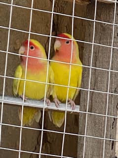 love bird pair