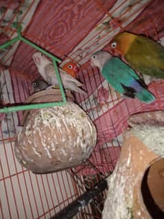 5 Love bird breeder piece for sale