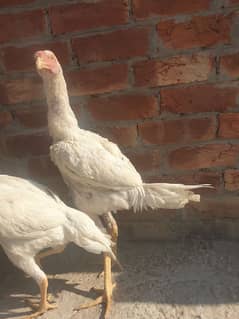 white shamo pair