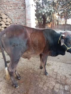 Desi bull for 2025 qurbani