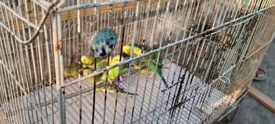 Parrots for sale