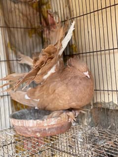 American laka Breeder pair yellow