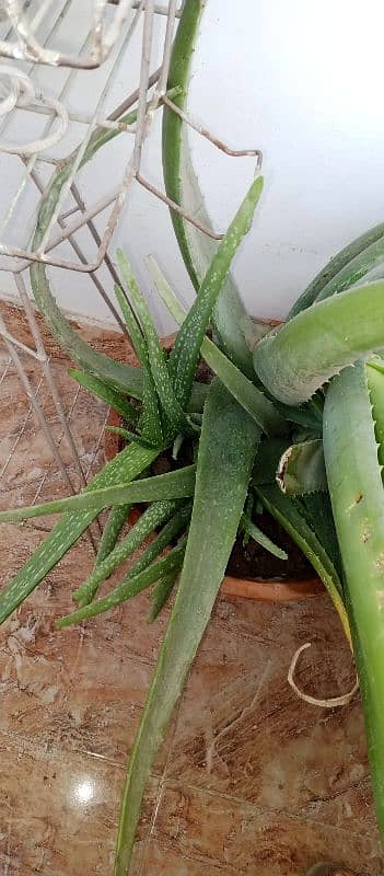 Aloe Vera 1