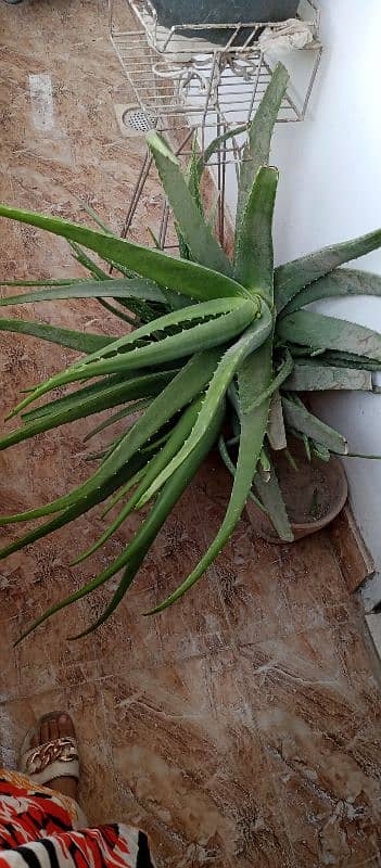 Aloe Vera 2