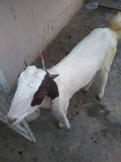 bakra