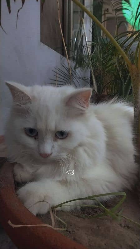 blue,odd,orange eyes kittens and cat for sale home breed triple coat 0