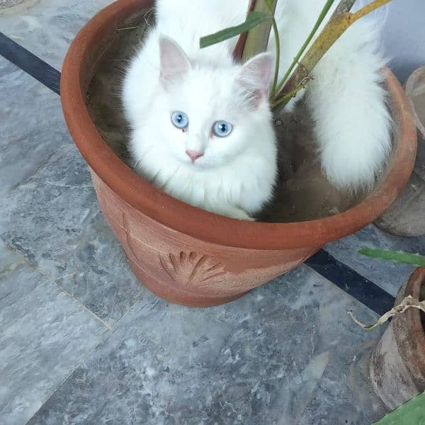 blue,odd,orange eyes kittens and cat for sale home breed triple coat 1