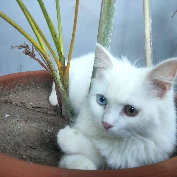 blue,odd,orange eyes kittens and cat for sale home breed triple coat 3