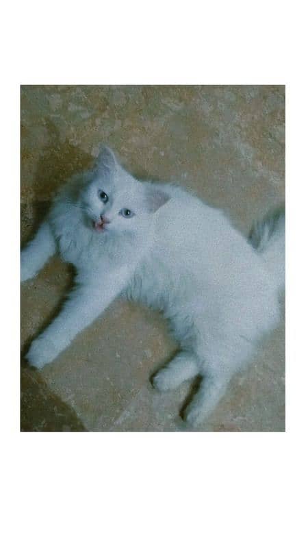 blue,odd,orange eyes kittens and cat for sale home breed triple coat 4