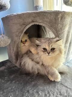 Persian cat for sale delivery all Pakistan03191582082