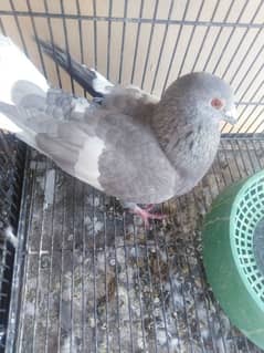 fancy half sider pigeon for sale