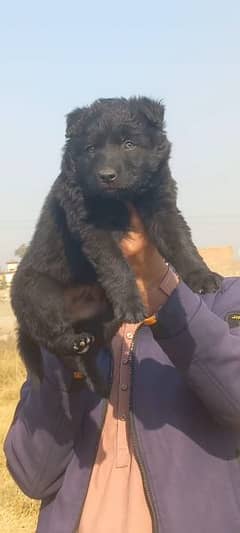 Black shepherd dubal cout mail 2 mahnt for sale