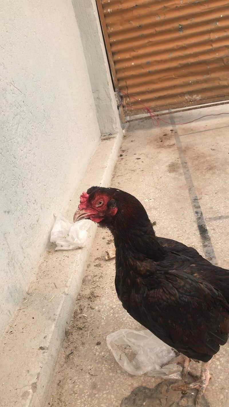 Breeder Female II Pakistani  morige II for sale II 2