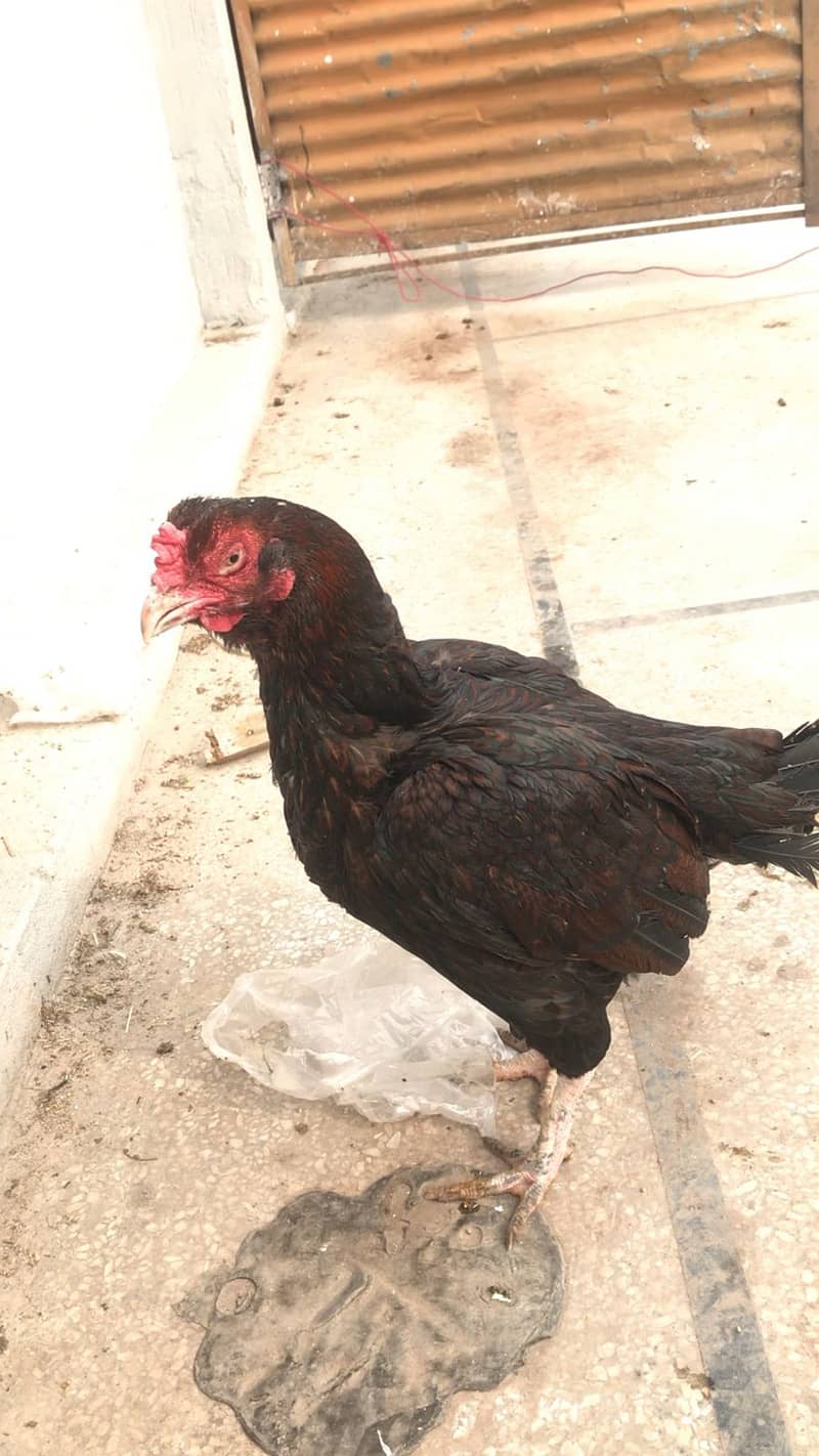 Breeder Female II Pakistani  morige II for sale II 3