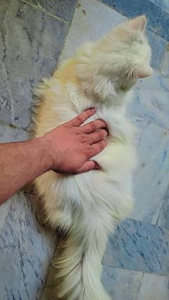 Persian triple coat cat