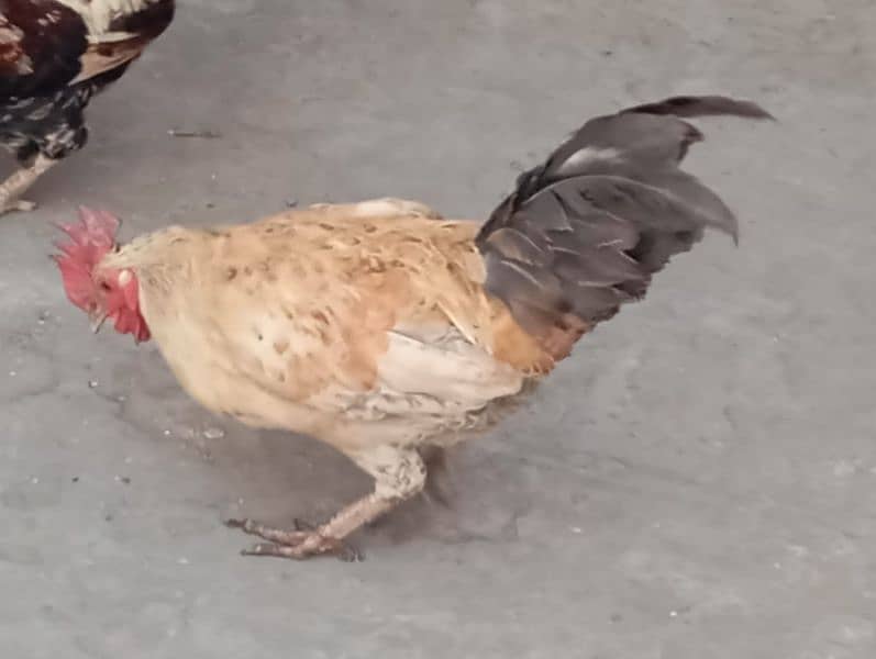 Desi hen or cock 1