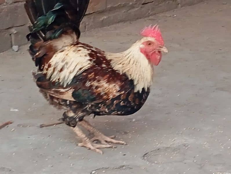 Desi hen or cock 2