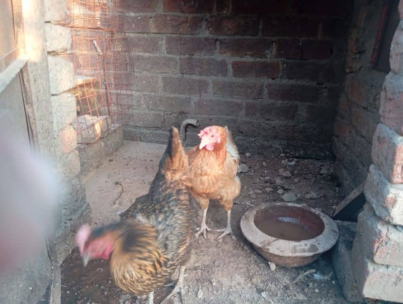 Desi hen or cock 3