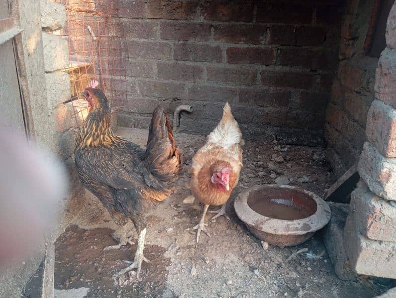 Desi hen or cock 4