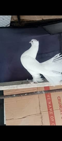 white fantail chicks zero kali for sale