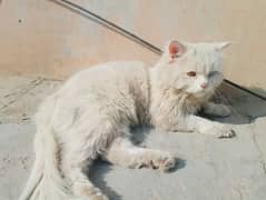 persian cat for sale