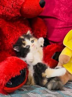 Persian Kittens Ready For New Home