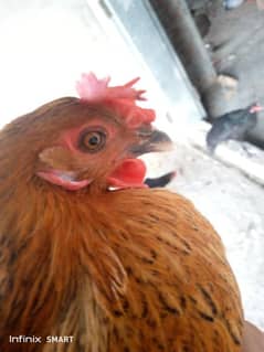 hen. for. sale