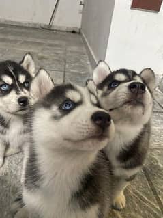 pure bred husky puppies looking for a new home WhatsApp 03008499542